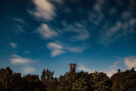 trees under starry night thumbnail