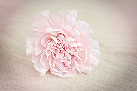pink flower thumbnail