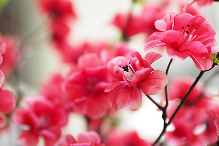 selective focus photography of pink petaled flowers thumbnail