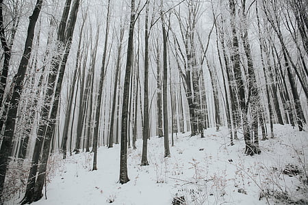 trees filled with snow thumbnail