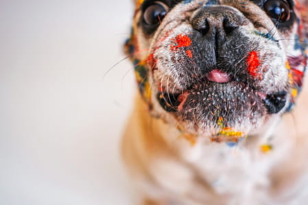 shallow focus photography of brown dog thumbnail
