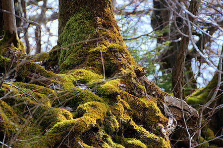 green moss on tree root thumbnail