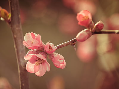 pink flowers selective-focus photographyy thumbnail