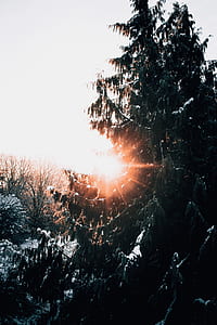 green leafed tree against sun at daytime thumbnail