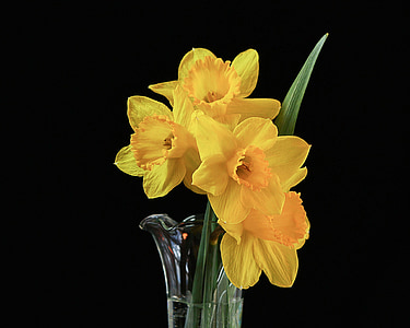 yellow daffodils in clear glass vase closeup photography thumbnail
