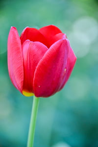 close up photography of red tulip flower thumbnail