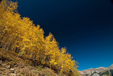 photo of leafed plants thumbnail
