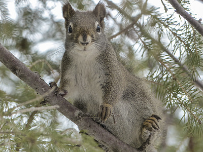 selective focus photography of squirrel on tree branch thumbnail