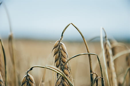 shallow focus view of bent wheat plant thumbnail