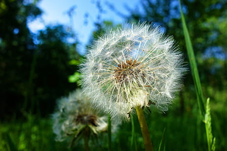 close-up photo of white dandelion flower thumbnail