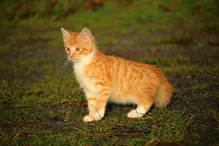 orange tabby cat on green grass thumbnail
