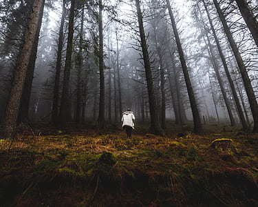 person standing in woods during mist thumbnail