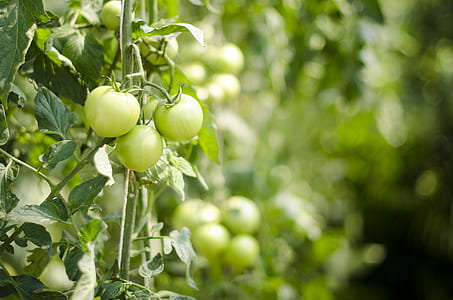 tilt shift lens photography of green tomato thumbnail