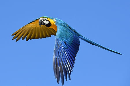 blue and yellow macaw bird flying during daytime thumbnail