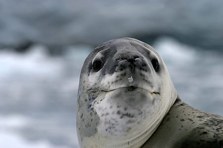 shallow photography of gray sea lion thumbnail