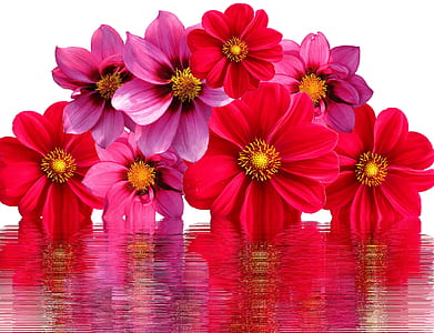 red and pink flowers thumbnail