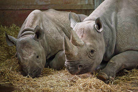 two grey rhinos lying on hay thumbnail