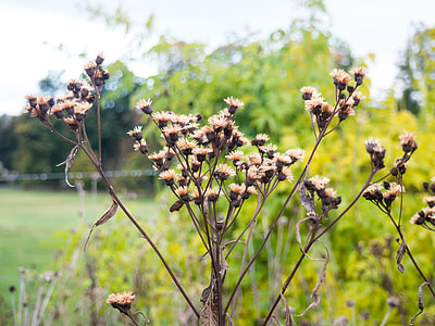 brown flowers thumbnail