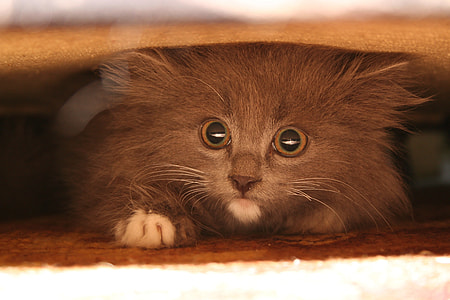 brown cat thumbnail