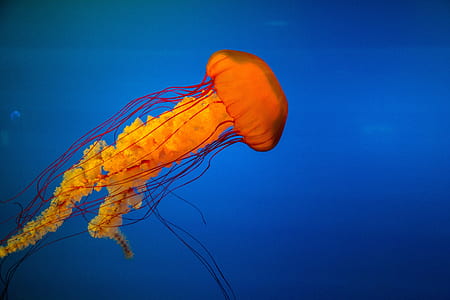 orange jelly fish thumbnail
