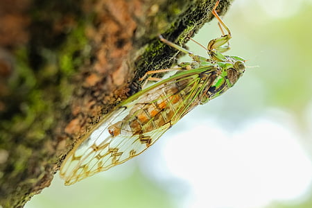 green cicada closeup photography thumbnail