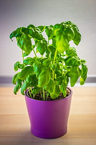Basil thumbnail