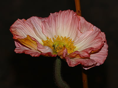 pink poppy in bloom close up photo thumbnail