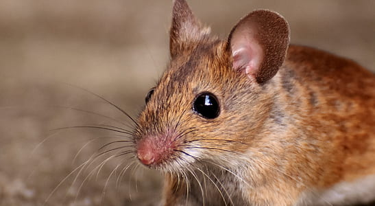 closeup photo of brown mouse thumbnail