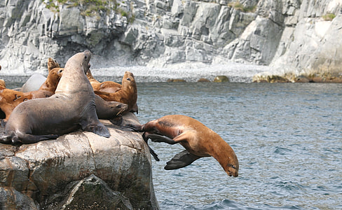 brown sea lion beside body of water thumbnail