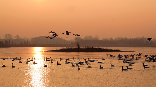 birds on body of water during golden hour thumbnail