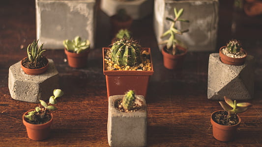 green cactus plants on brown wooden surface thumbnail