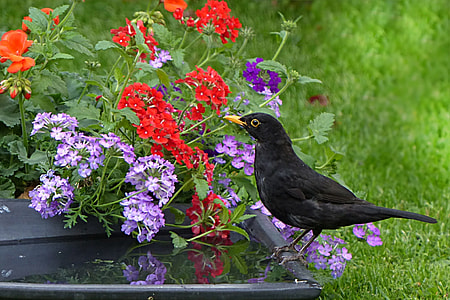 close-up photography of common blackbird thumbnail