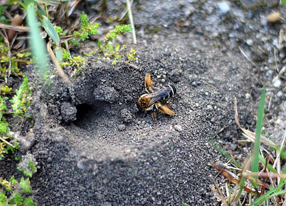 black and brown bee on gray soil thumbnail
