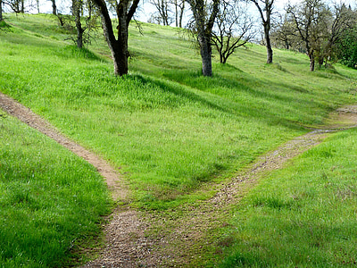 green grasses and trees thumbnail