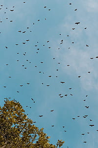 flock of birds flying thumbnail