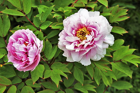 two pink peony flowers thumbnail