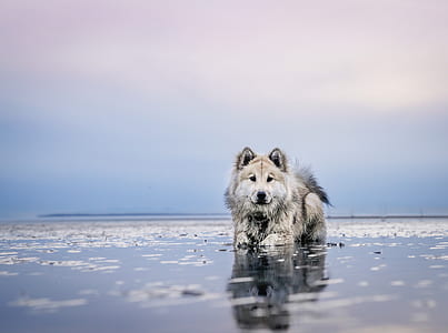 white and gray Alaskan malamute on body of water thumbnail