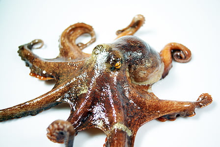 brown octopus on white surface thumbnail