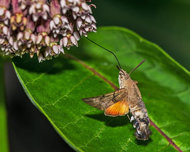 brown and black sphinx moth thumbnail