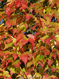 Maple, Acer Platanoides thumbnail