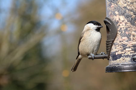 selective focus photography of white and black bird on metal rod thumbnail