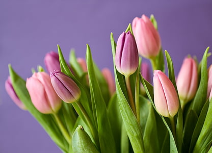 pink and purple tulip flowers thumbnail