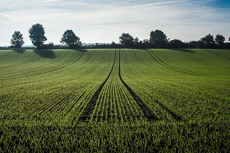 green grass field thumbnail
