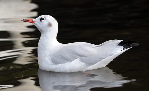 black-billed gull on body of water thumbnail