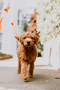 apricot poodle walking on concrete pathway thumbnail