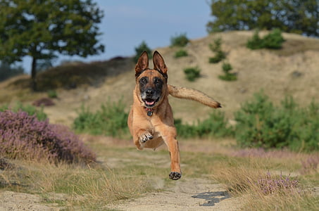 tan Belgian malinois jumps near green grass at daytime thumbnail
