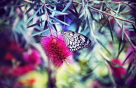 selective focus photography of paperkite butterfly perched on pink flower thumbnail