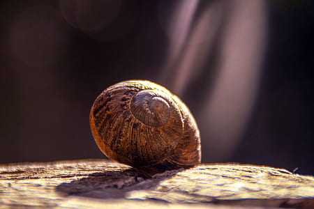 Shallow Focus Photography of Brown Snail thumbnail