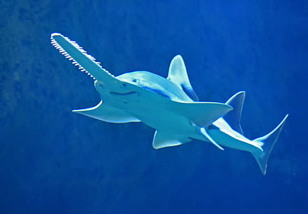 blue saw shark thumbnail