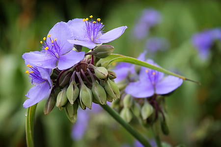 macro photography of purple violet flower thumbnail
